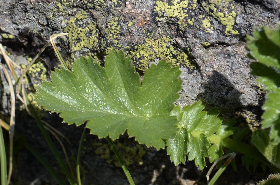 Geum montanum / Cariofillata montana